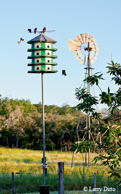 Purple martins